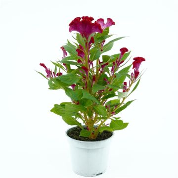 Celosia Red