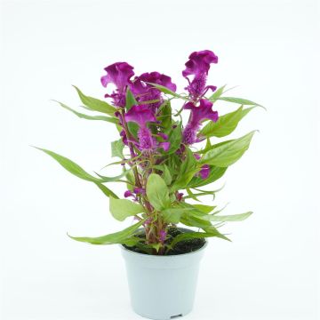 Celosia Purple