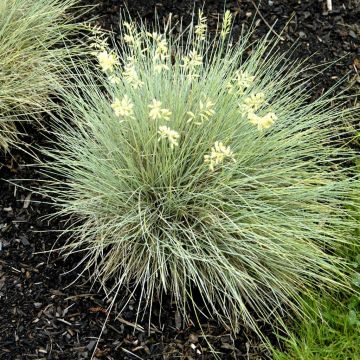 Festuca golden Toupee 10 cm pot
