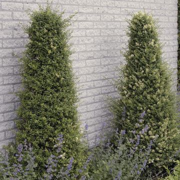 Ligustrum ovalifolium 13 cm pot