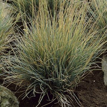 Festuca Walberla 10 cm pot