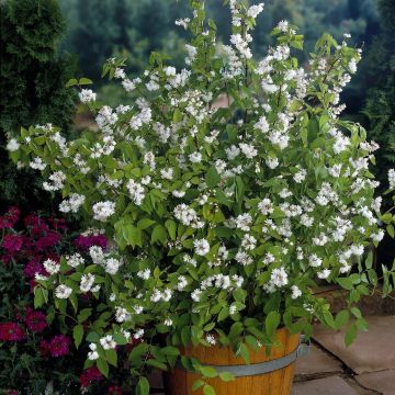 Deutzia Pride of Rochester 17 cm Pot
