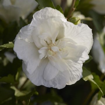 Hibiscus syriacus White Chiffon