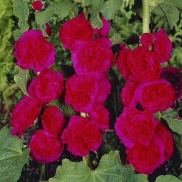 Alcea rosea double red