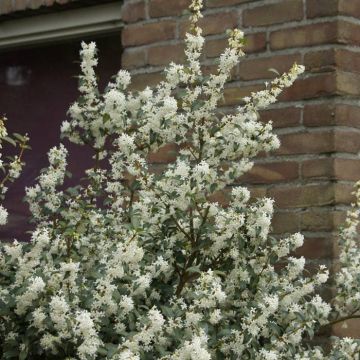 Osmanthus burkwoodii 9 cm pot
