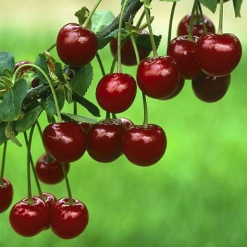 Prunus cerasus (Oblacinska)