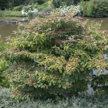Viburnum plicatum Watanabe 9 cm pot