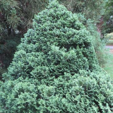 Chamaecyparis p. Nana Aureovariegata 19