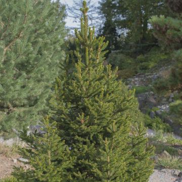 Picea glauca Perfecta 15 cm pot
