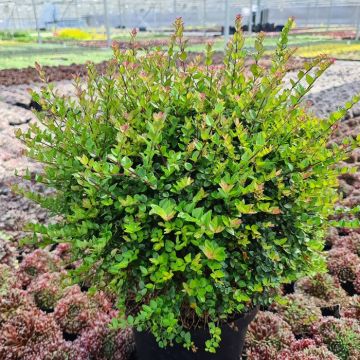 Lonicera Nitida Coper Glow 12 cm