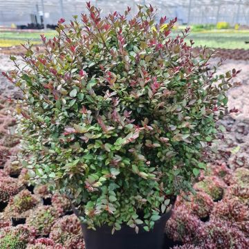 Lonicera Nitida Purple Storm 12 cm