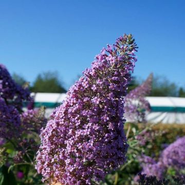 budgull Buddleja Gulliver_Close up flower#2