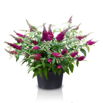 Buddleja Sugar Plum 1