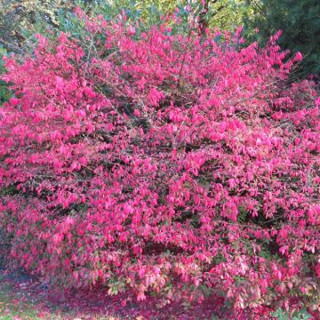 Euonymus Alatus compactus 9 cm pot
