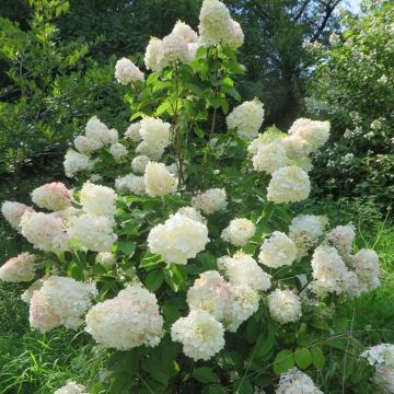 Hydrangea paniculata Silver Dollar 12 cm
