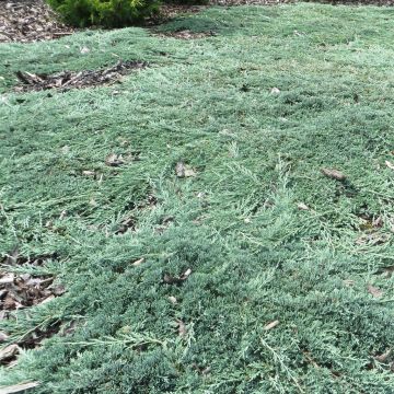 Juniperus horizontalis Ice Blue 9 cm pot