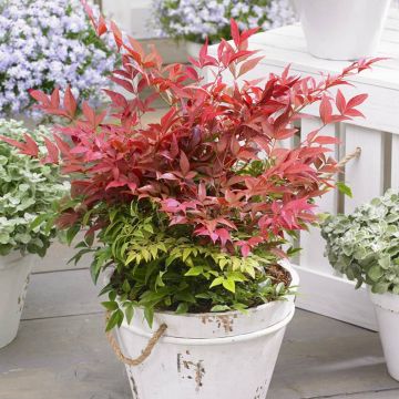 Nandina domestica Obsessed 12 cm pot