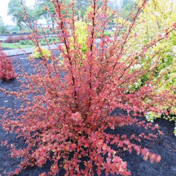 Physocarpus opulifolius Little Angel 14