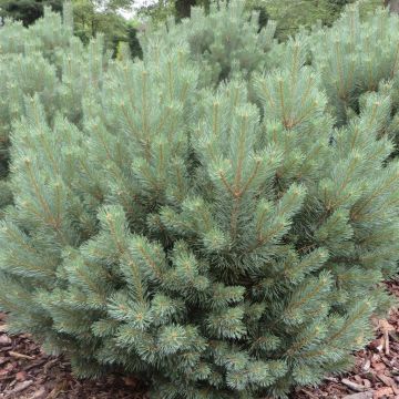 Pinus Sylvestris Watereri 14 cm pot