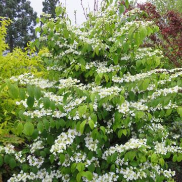 Viburnum plicatum Kilimandjaro 9 cm pot