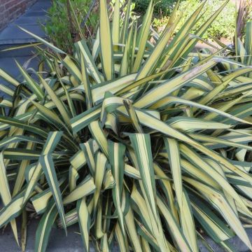 Yucca filamentosa Color Guard 9 cm pot