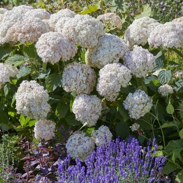 Hydrangea arborescens Marshmallow 14 cm