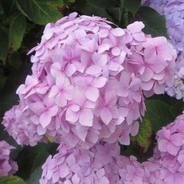 Hydrangea macrophylla Amethyst 12 cm pot