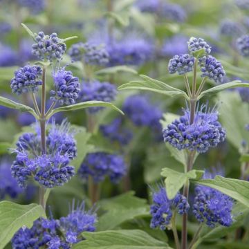 Caryopteris x clandonensis Inoveris Grand Bleu