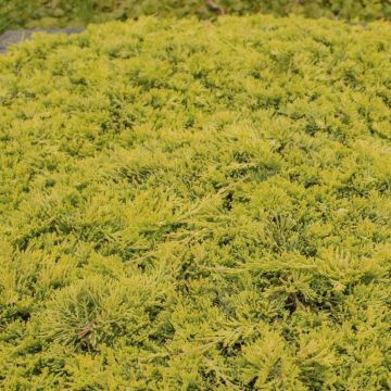 Juniperus horizontalis Golden Carpet 9 c