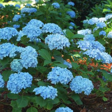 Hydrangea macrophylla mini Penny 12 cm p