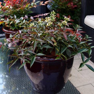 Nandina domestica Murasaki 12 cm pot