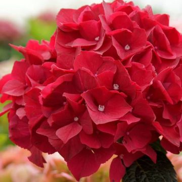 Hydrangea macrophylla Bright Red 12 cm p