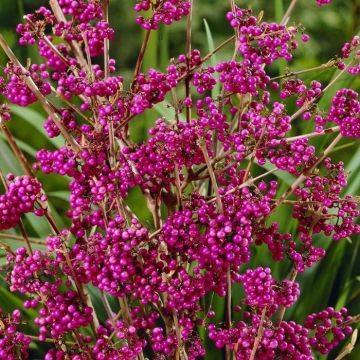 Callicarpa bodinieri giraldii
