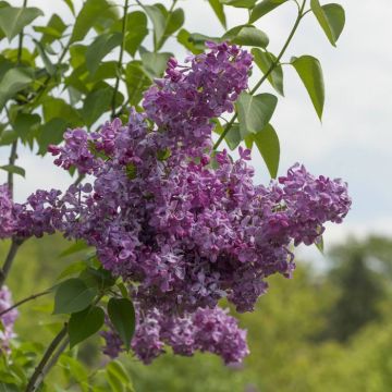 Syringa vulgaris Marechal Foch 9 cm pot
