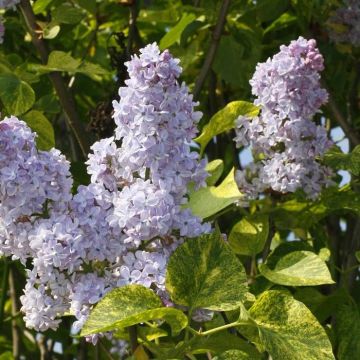 Syringa vulgaris Aucubaefolia 9 cm pot