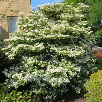 Viburnum plicatum St Keverne 9 cm pot