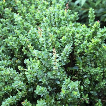 Berberis buxifolia Nana 9 cm