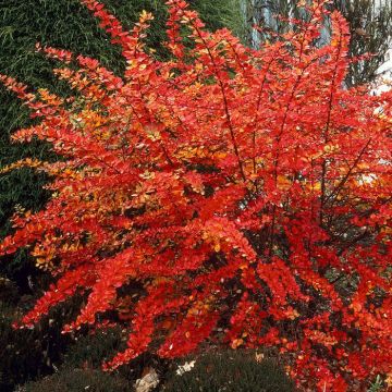 Berberis Royal Ruby 9 cm