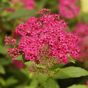 Spiraea japonica Dart's Red 14 cm pot