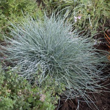 Festuca glauca Eisvogel 9 cm pot