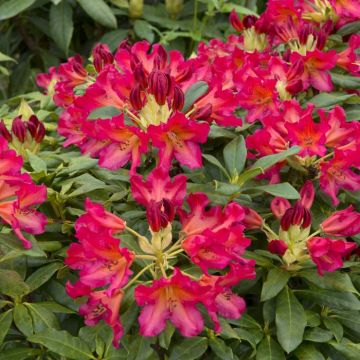 Rhododendron Scyphocalix 13 cm pot