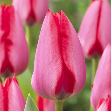Tulipa Trick