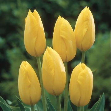 Tulipa Big Smile