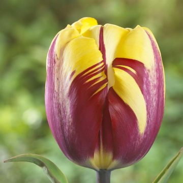 Tulipa El Cid