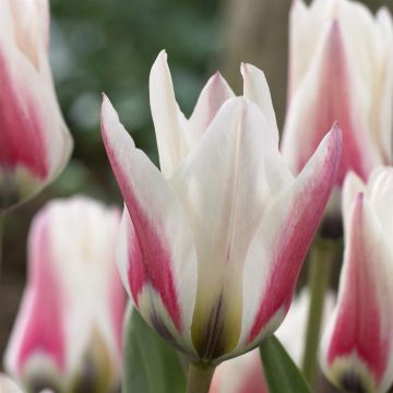Tulipa Border Legend