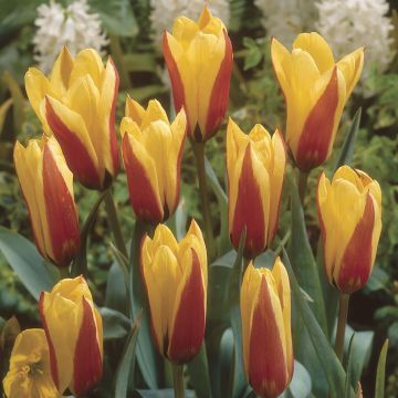Tulipa Easter Parade