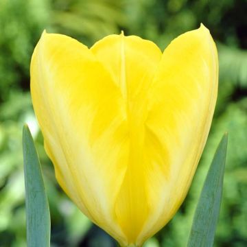 Tulipa Yellow Purissima