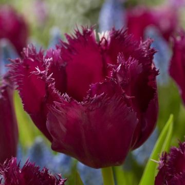 Tulipa Gorilla