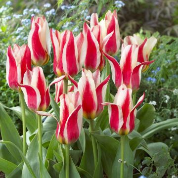 Tulipa Buddy