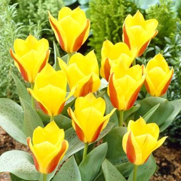 Tulipa First Love